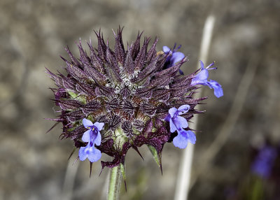 Chia (Salvia columbariae)