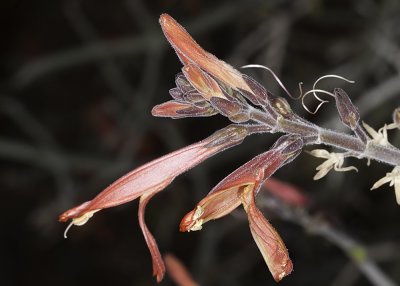 Chuparosa (Justicia californica)