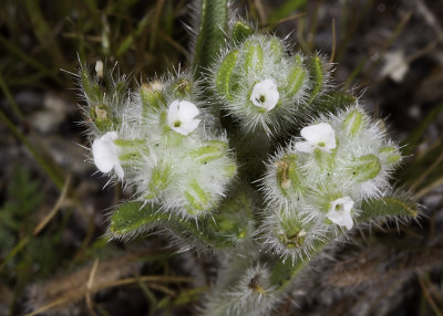 Forget-me-not (Cryptantha species)