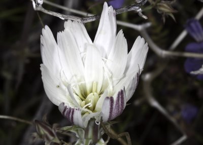 Desert Chicory (Rafinesquia californica)