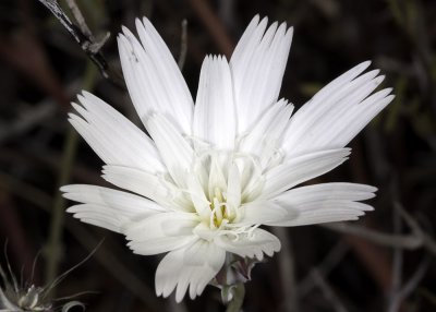 Desert Chicory (Rafinesquia californica)