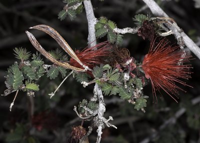 Fairyduster (Callandra eriophylla)