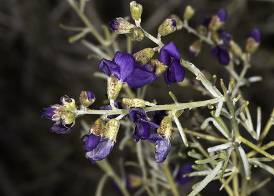 Indigo Bush (Psorothamnus spinousus)