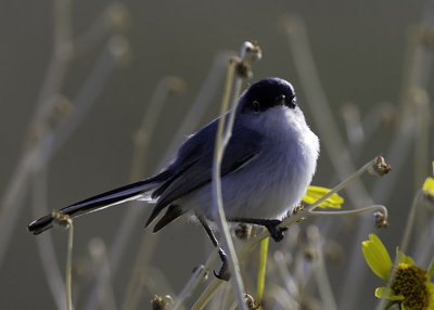 Black-tailed Gnatcatcher