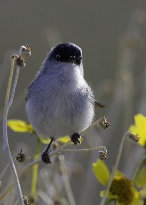 Black-tailed Gnatcatcher