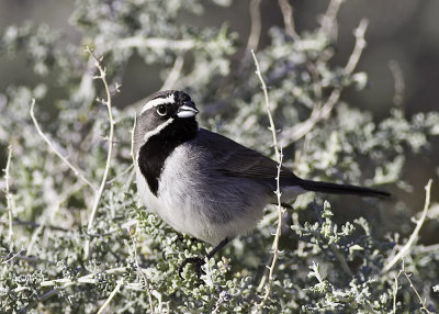 Black-throated Sparrow