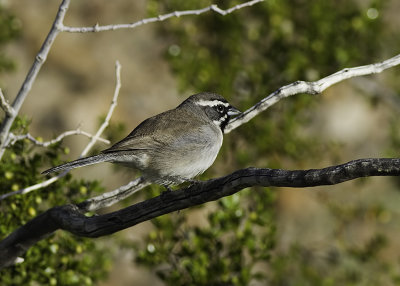 Black-throated Sparrow