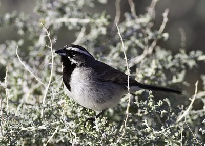 Black-throated Sparrow