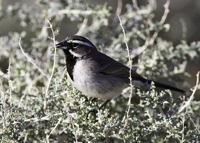 Black-throated Sparrow