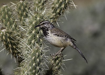 Cactus Wren