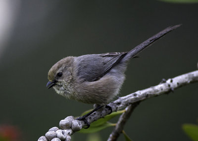 Bushtit