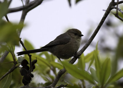 Bushtit