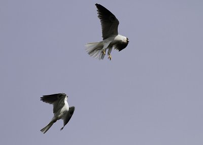 Whlite-tailed Kite