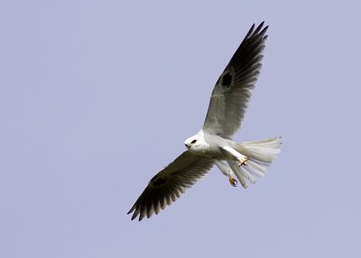 Whlite-tailed Kite
