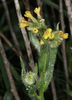 Rancher's Fiddleneck (Amsinckia menziesii)