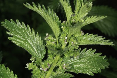 Western Ragweed (Ambrosia psilostachya)