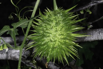 Wild Cucumber (Marah macrocarpus) fruit