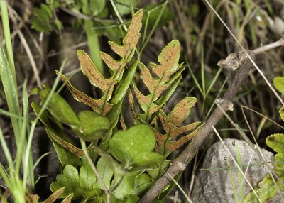 California Polypody (Polypodium californicum)