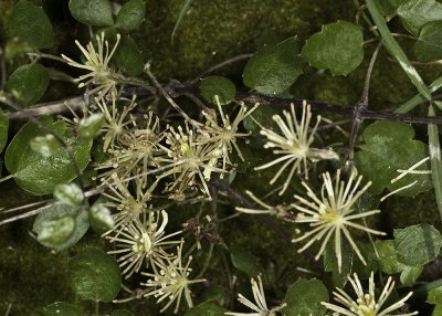 Pipestem Clematis (Clematis lasiantha)