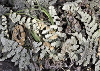 Cotton Fern (Cheilanthes newberryi)
