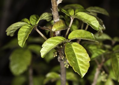 Poison-Oak (Toxicodendron diversilobum)