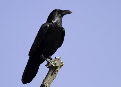 Common Raven