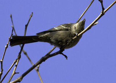 Phainopepla (female)