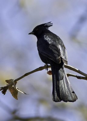 Phainopepla