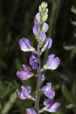 Collar Lupine (Lupinus truncatus)