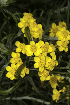 Golden Yarrow  (Eriophyllum confetiflorum)