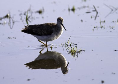 Lesser Yellowlegs