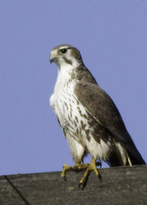 Prairie Falcon