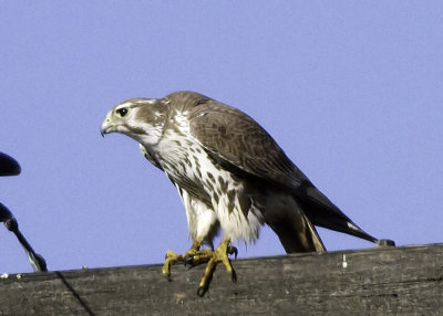 Prairie Falcon