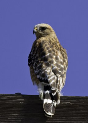 Red-shouldered Hawk