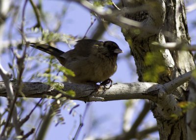 Albert's Towhee