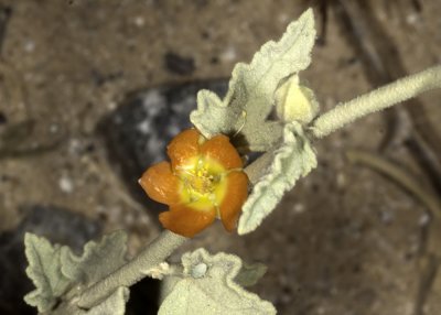 Apricot Mallow (Sphaeralcea ambigua)