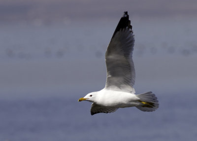 California Gull