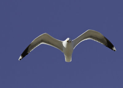 California Gull