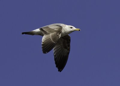 California Gull