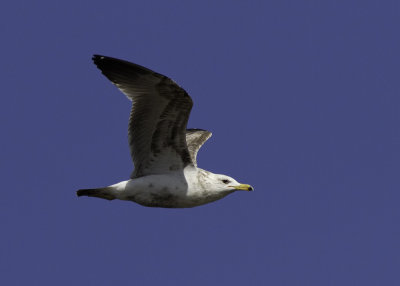 California Gull