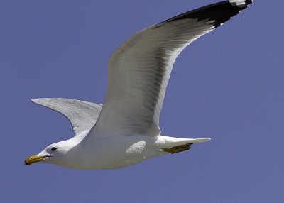 California Gull