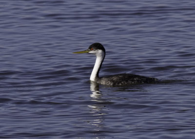 Western Grebe