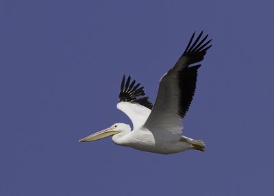 White Pelican