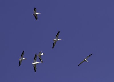White Pelican