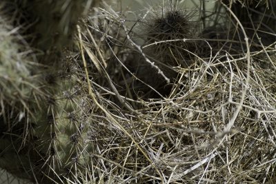 Nest of the Cactus Wren