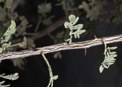 Cat Claw Acacia (Acacia greggii)