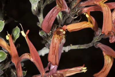 Chuparosa (Justicia californica)