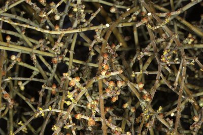 Mesquite Mistletoe (Phoradendron californicum)