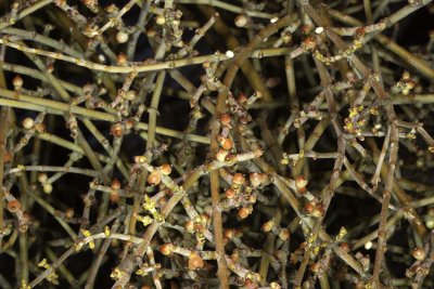 Mesquite Mistletoe (Phoradendron californicum)