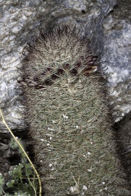 Fish-hook Cactus (Mammilliaria dioica)